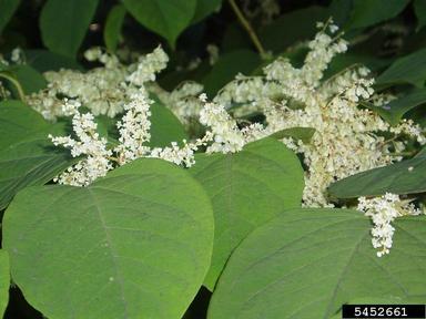 Japanese knotweed foliage. Photo by Leslie J. Mehrhoff, University of Connecticut, Bugwood.org 