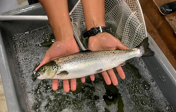 Image of Atlantic salmon raised at IMET