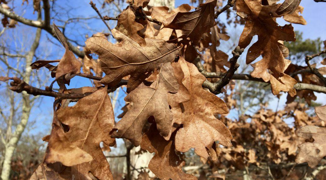 Marcescence on an eastern white oak. Photo courtesy  seashoretoforestloor.com