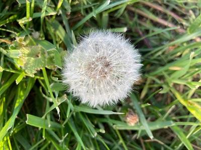 puffy dandelion seed head