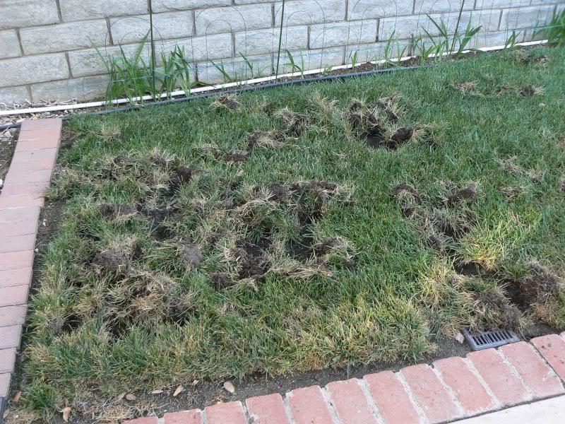 raccoon damage