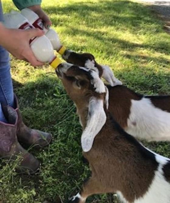 Figure 1. Nubian doe kids nursing from a bottle, Photo Credit Maegan Perdue