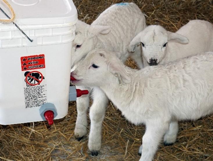 Figure 4. Lambs nursing from a bucket feeder. Photo credit: Susan Schoenian