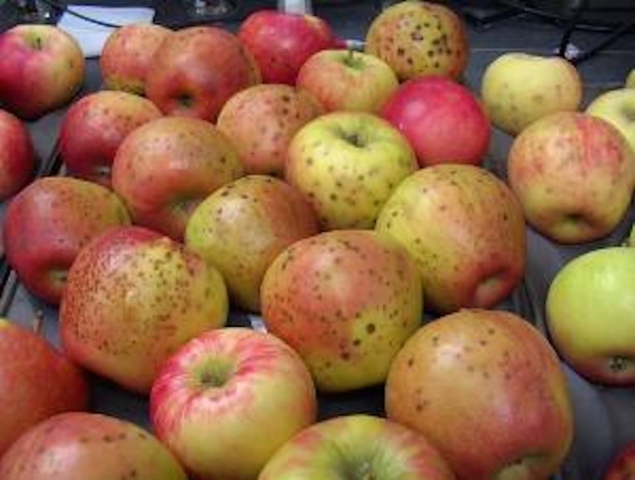 Figure 4. Lenticel breakdown found on Honeycrisp Apple. Photo: Jim McFerson, Growing Produce.