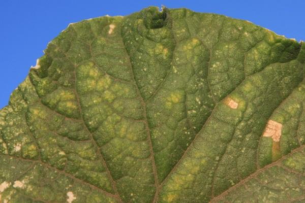 yellow spots on a cucumber leaf