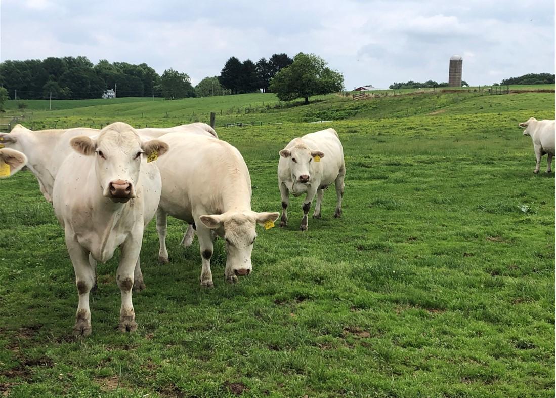 cows and calves grazing on pasture