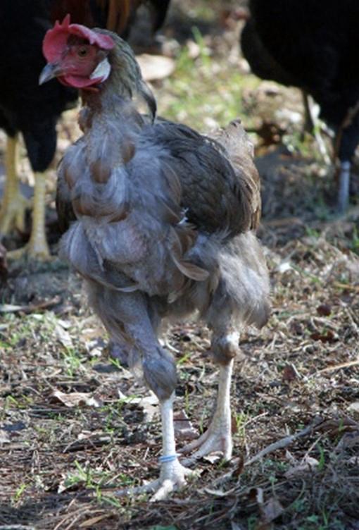 Hen molting