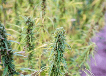 Cannabis plants, which UME cannot advise on how to grow