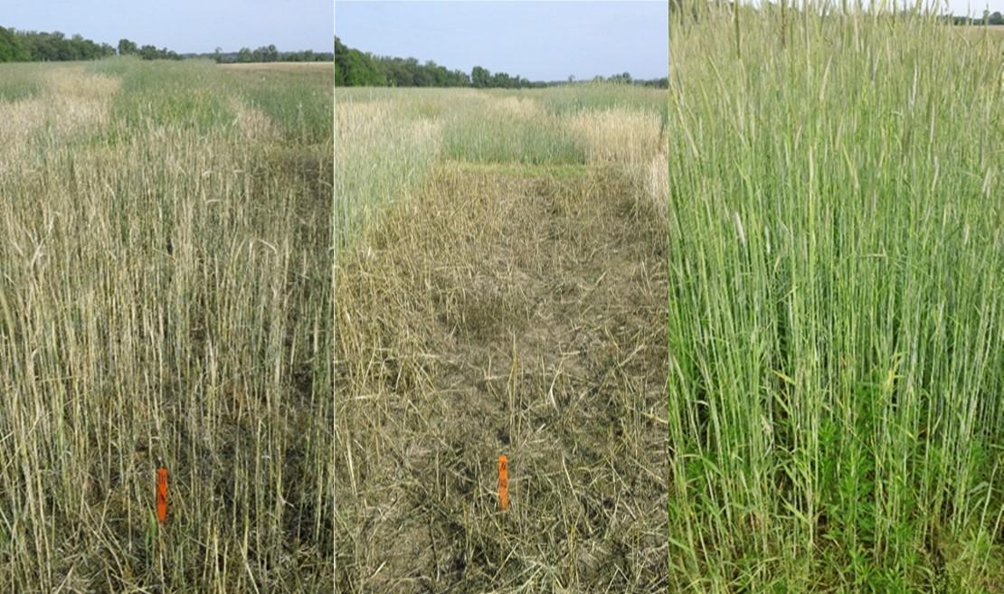 Preplant applications of Liberty (left) and Gramoxone (middle) compared to the untreated check (right) 10 days after application at Wye REC