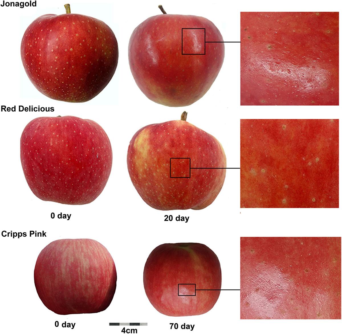 Three apple cultivars: Jonagold (top), Red Delicious (middle), Cripps Pink (bottom). Apples on the left are without grease on day 0 of postharvest storage. Apples on the right is after 20 days of storage at 68°F with an increased rate of greasiness for only Cripps Pink and Jonagold cultivars.