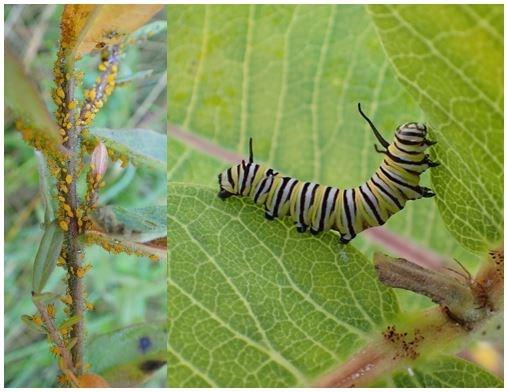 Pests on milkweed inventory include both alien (oleander aphids on swamp milkweed, left) and native (monarch caterpillar on common milkweed, right)