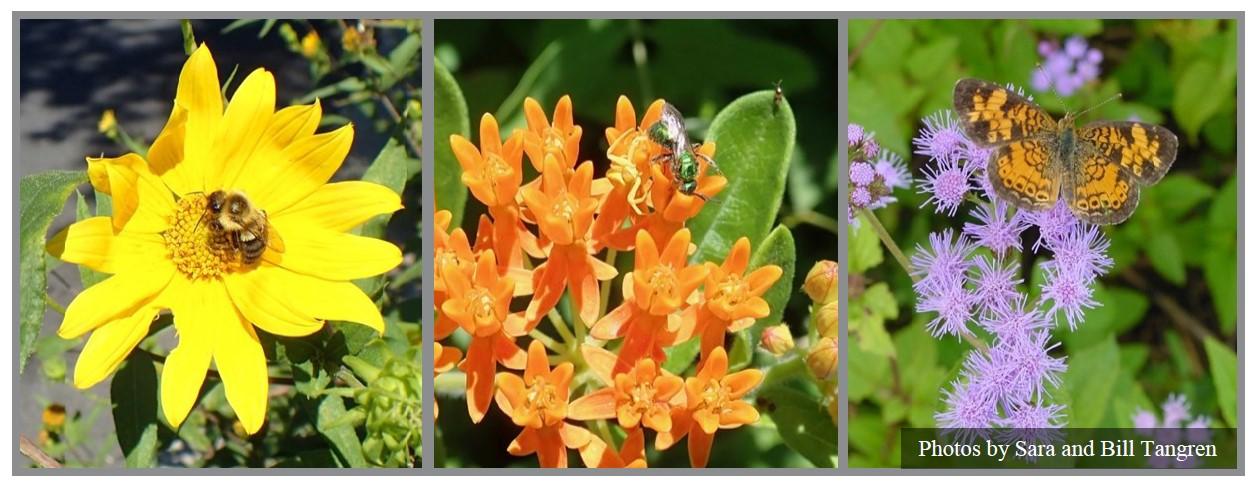 pollinator-safe plants.