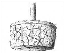 A schematic drawing showing the root ball of a tree.