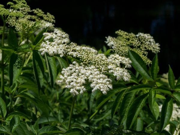 white lacy flower clusters of an elderberry plant in bloom