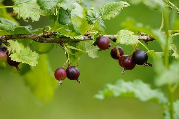 dark red-purple berries of gooseberry plant