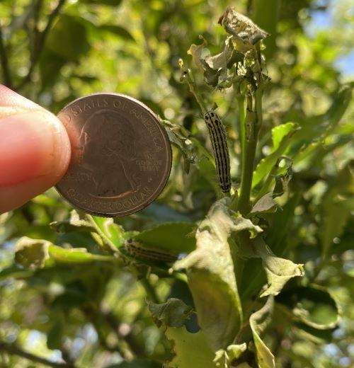 caterpillars and damage on euonymus shrub