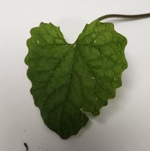 Heart-shaped leaves of garlic mustard.