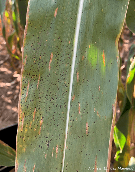 Tar spot on corn leaf