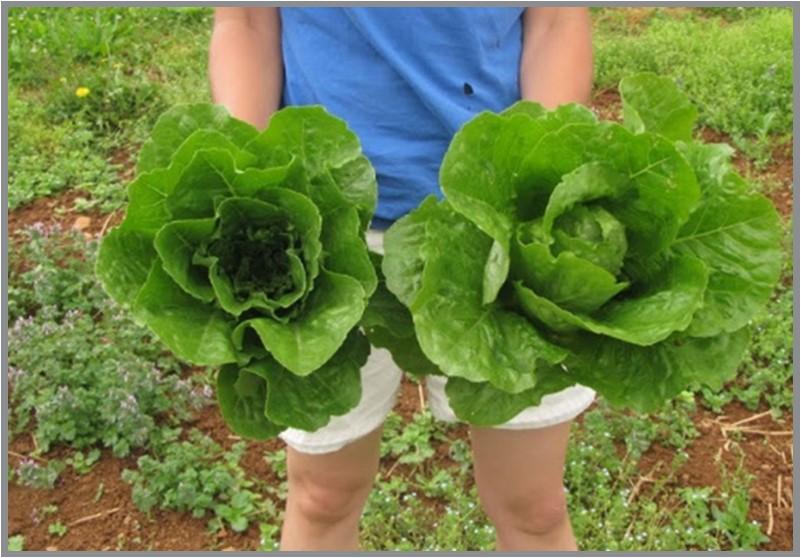 No-till seeded lettuce growth comparison after 10 days