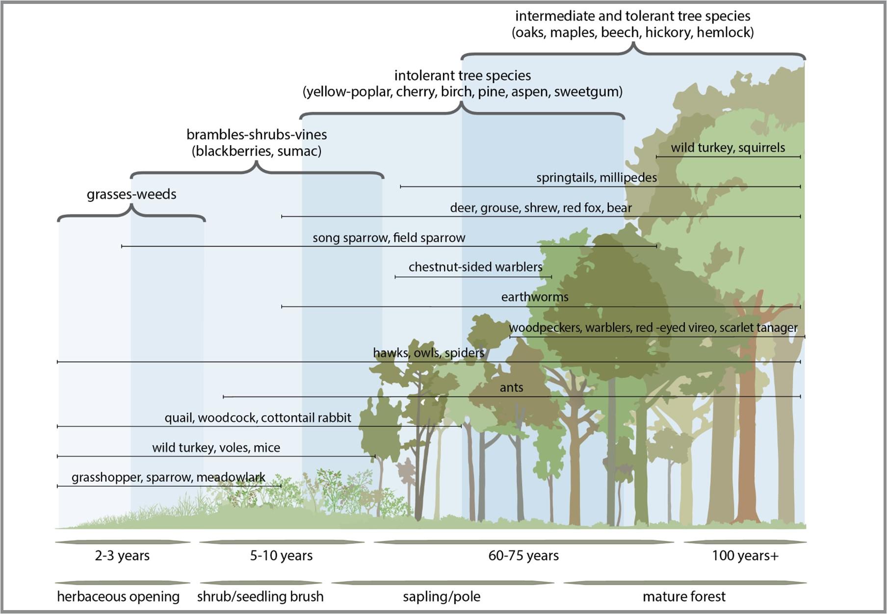 Model illustration of the successional stages of vegetation after disturbance.