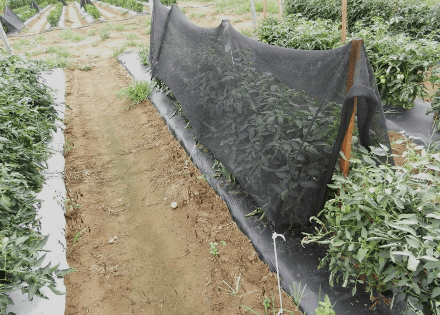 Shade cloth treatment on black plastic in tomatoes
