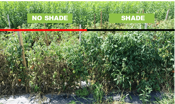 Tomatoes with and without shade cloth