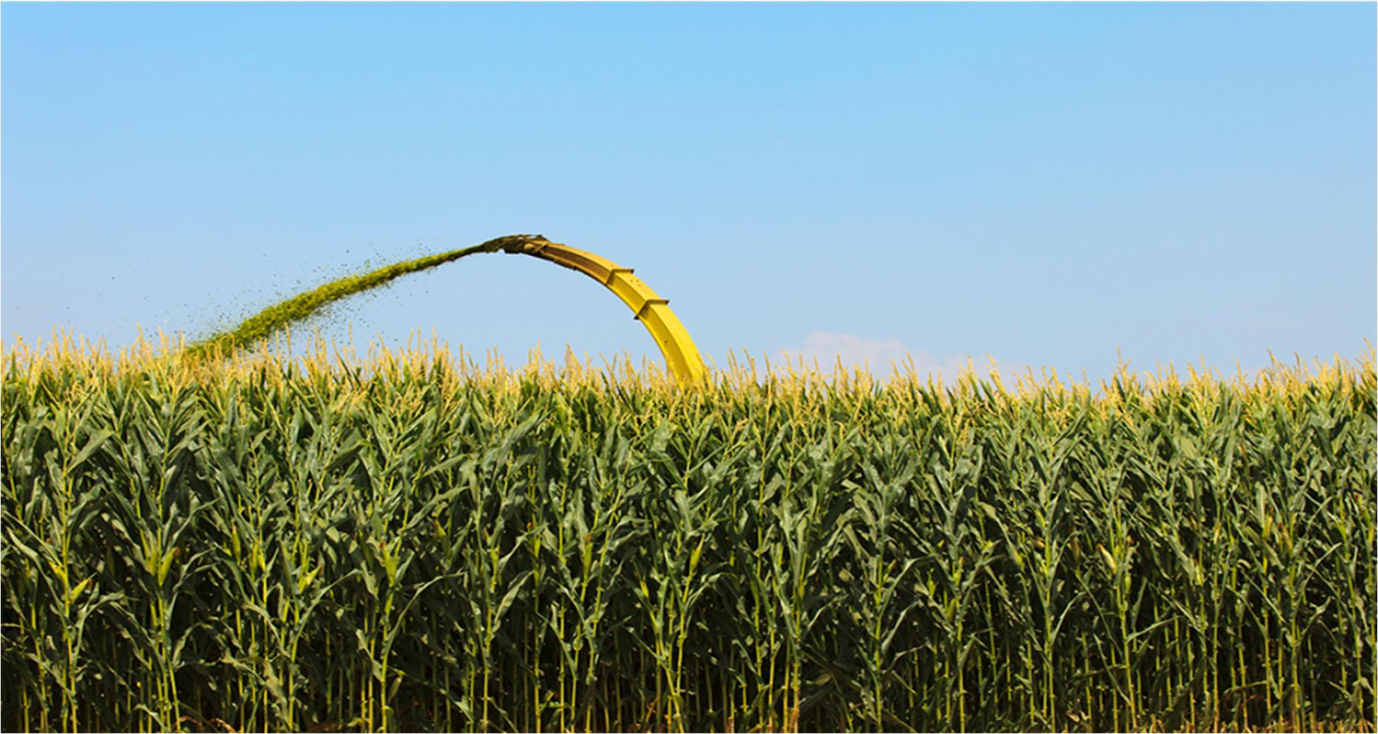 Corn field with tractor harvesting corn