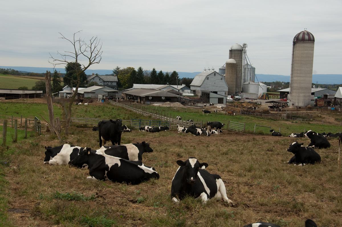 Dairy cattle lying in the pasture.