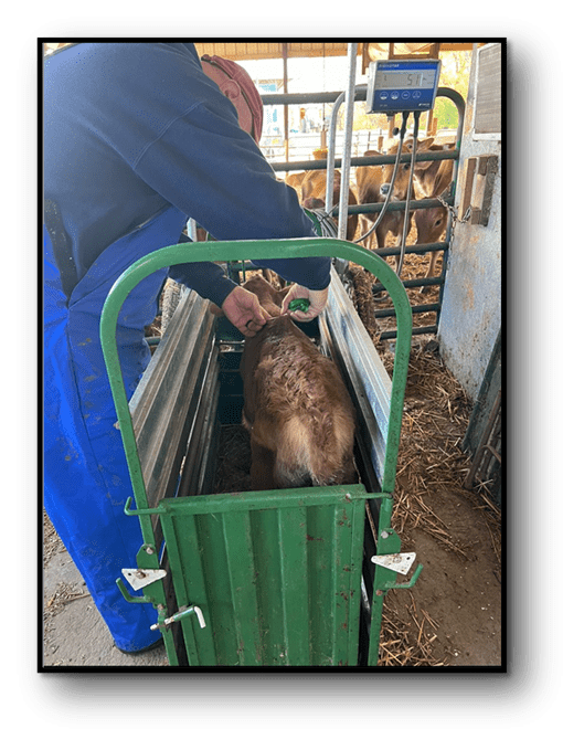 Measuring heart girth on calf