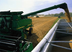 Combine harvesting crops