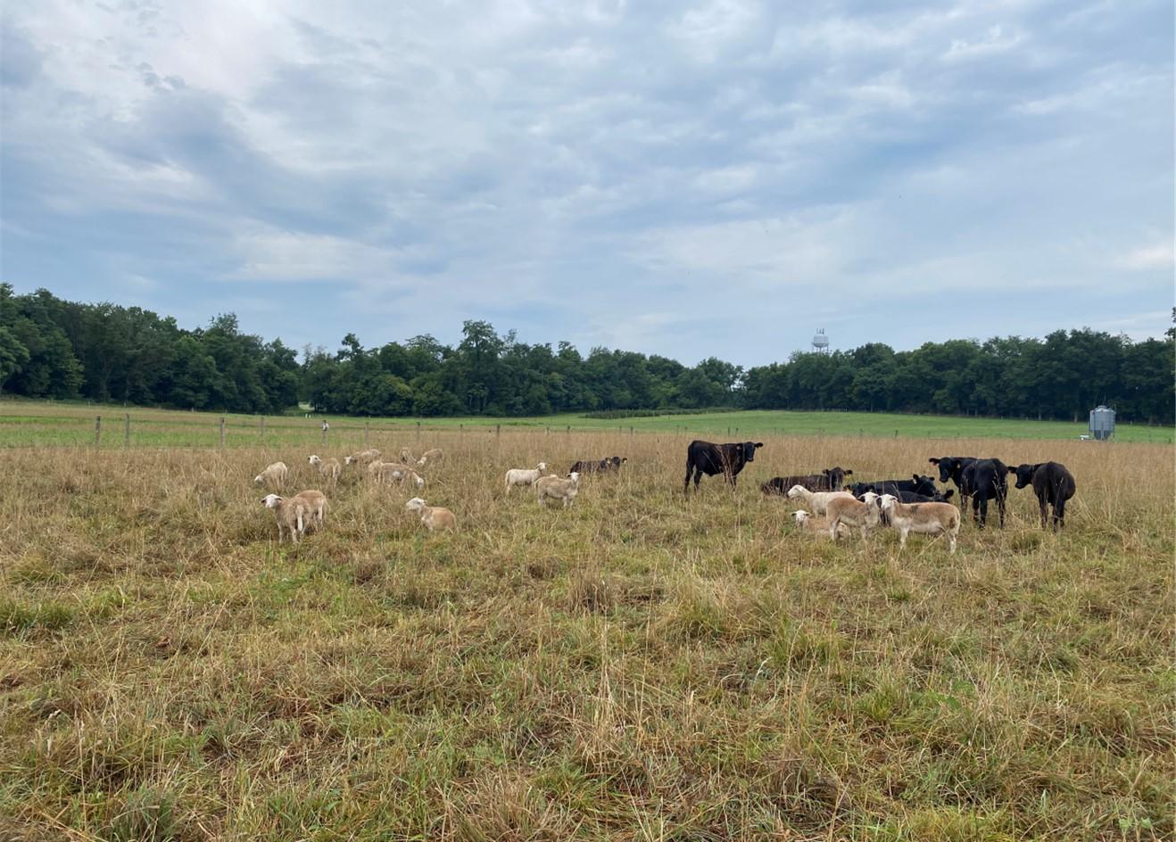 Cattle grazing in pasture with drought conditions.