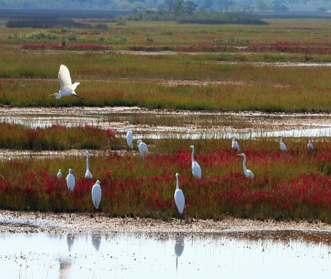 Great White Herons, Md.; Image by JamesDeMers from Pixabay