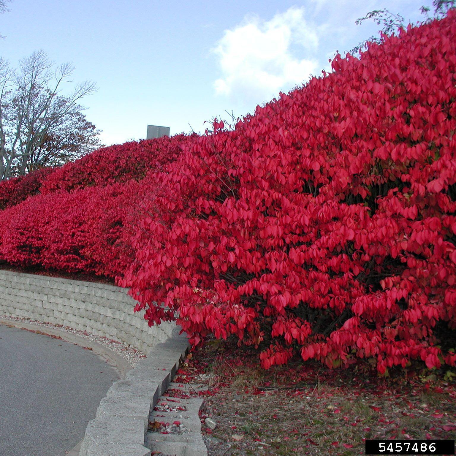 invasive burning bush shrubs showing red fall foliage