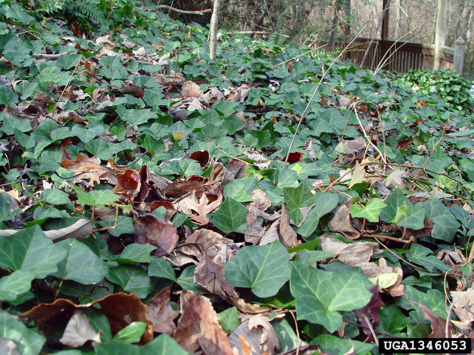 Invasive English ivy leaves covering the ground
