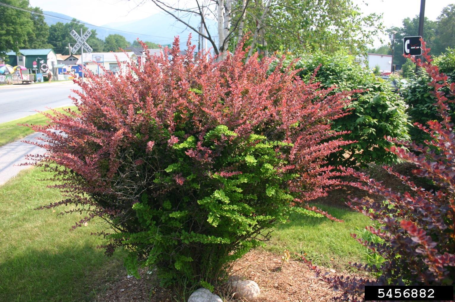 Invasive Japanese barberry shrub