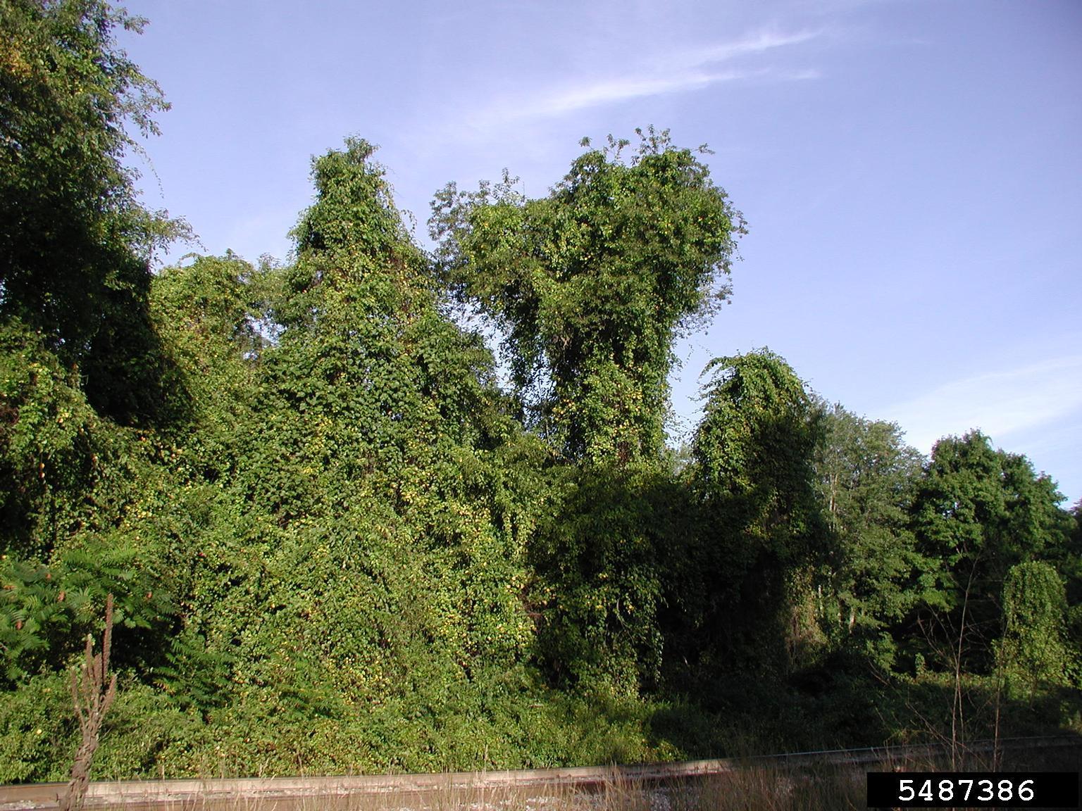 invasive oriental bittersweet vines