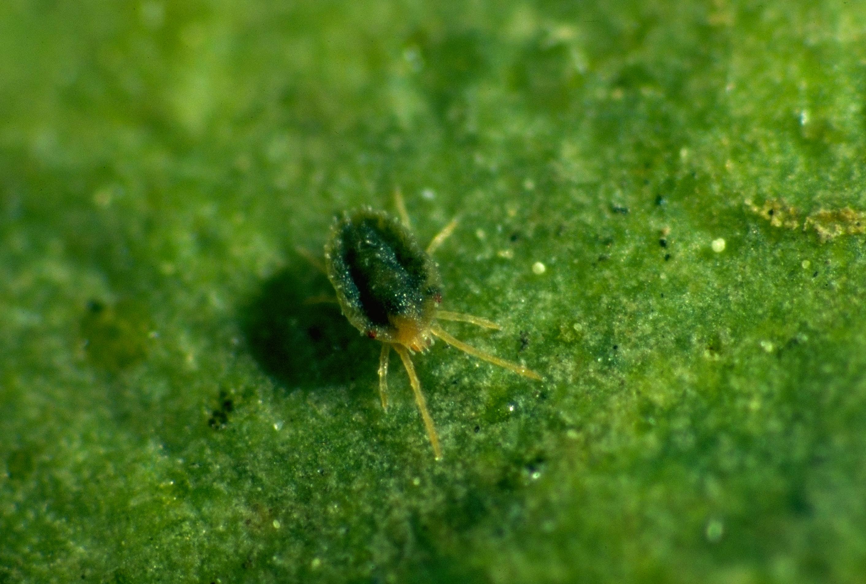 close view of a clover mite