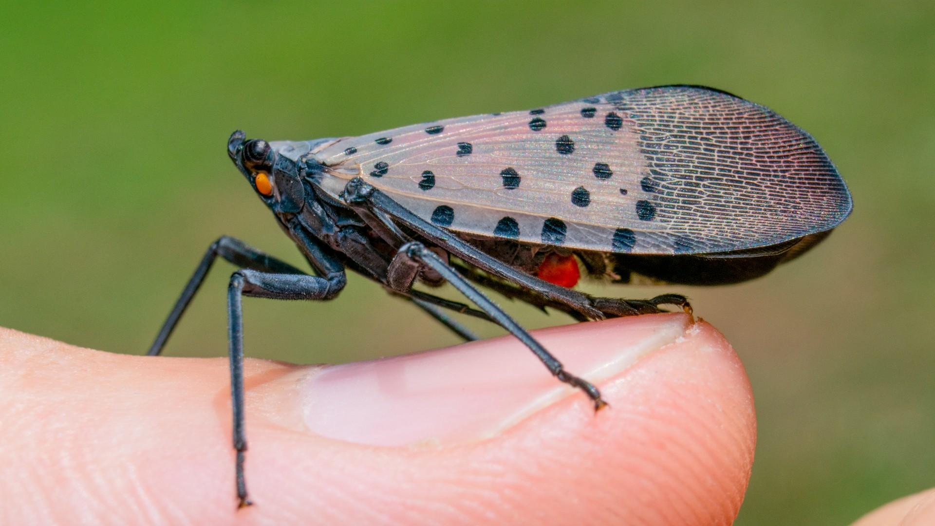 spotted lanternfly side view
