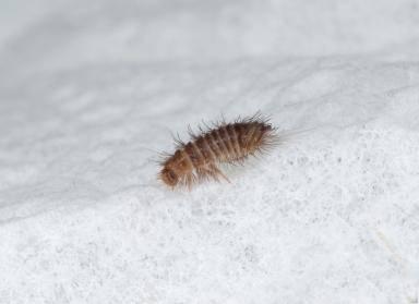 varied carpet beetle larva