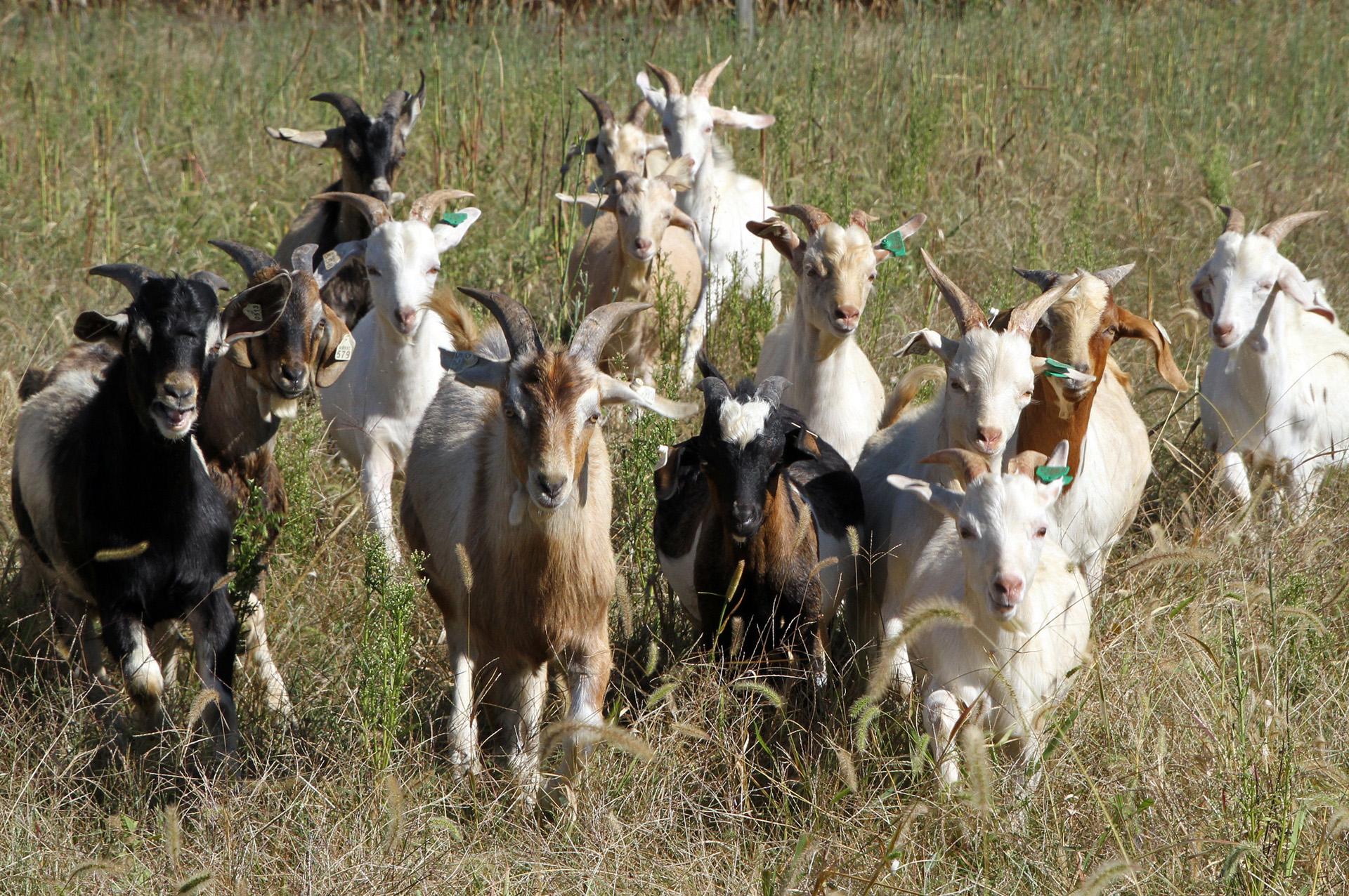 Bucks at the Western Maryland Research and Education Center