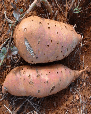 Sweet Potato