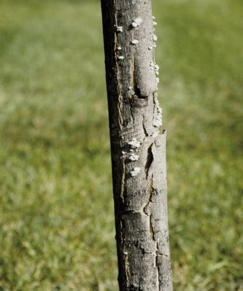 sunscald damage on tree trunk