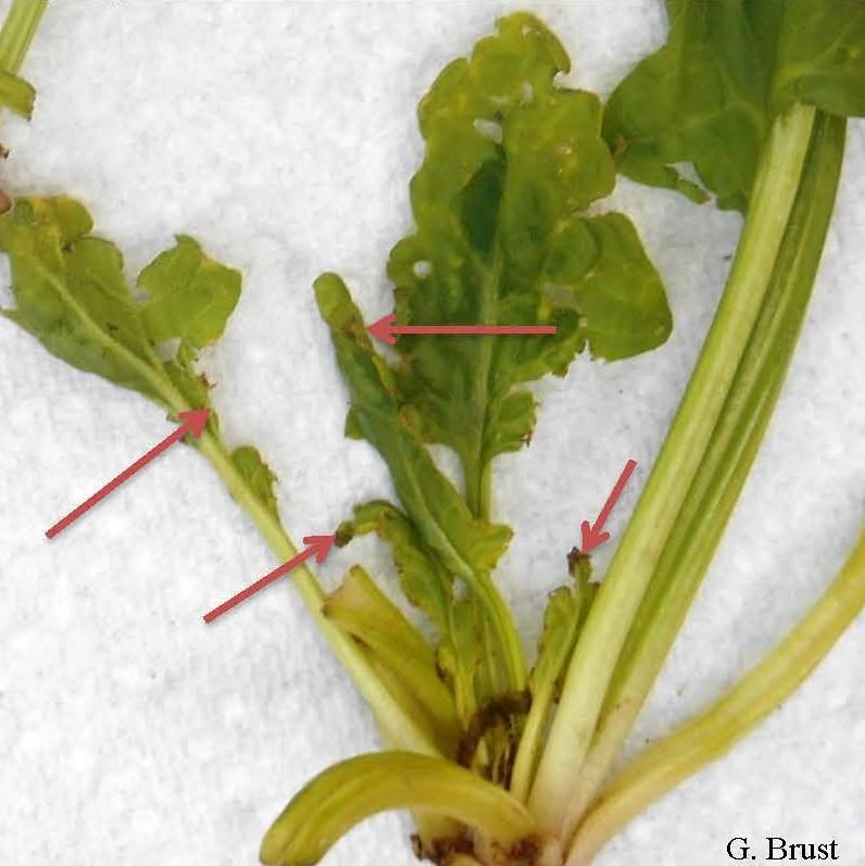 Fig.1 Crown leaves fed on by spinach crown mites are misshapen and ragged with necrotic margins as they expand and in the field the crown leaves are distorted and wrinkled in appearance.