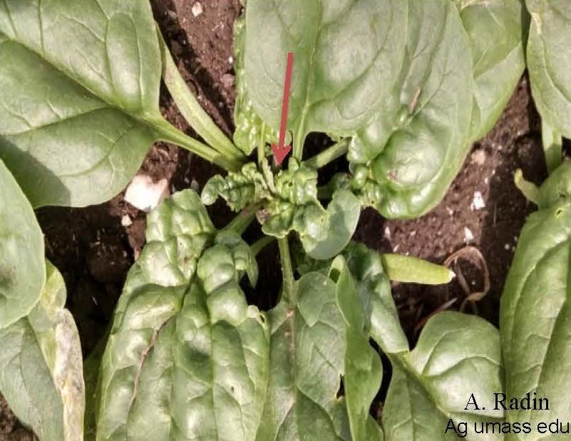 2Crown leaves fed on by spinach crown mites are misshapen and ragged with necrotic margins as they expand and in the field the crown leaves are distorted and wrinkled in appearance.