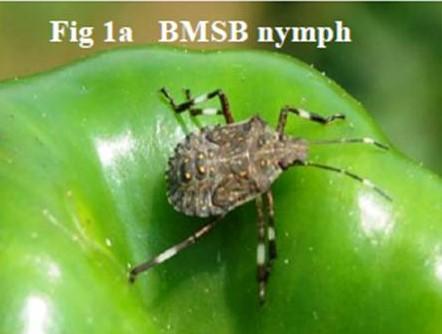 BMSB nymph