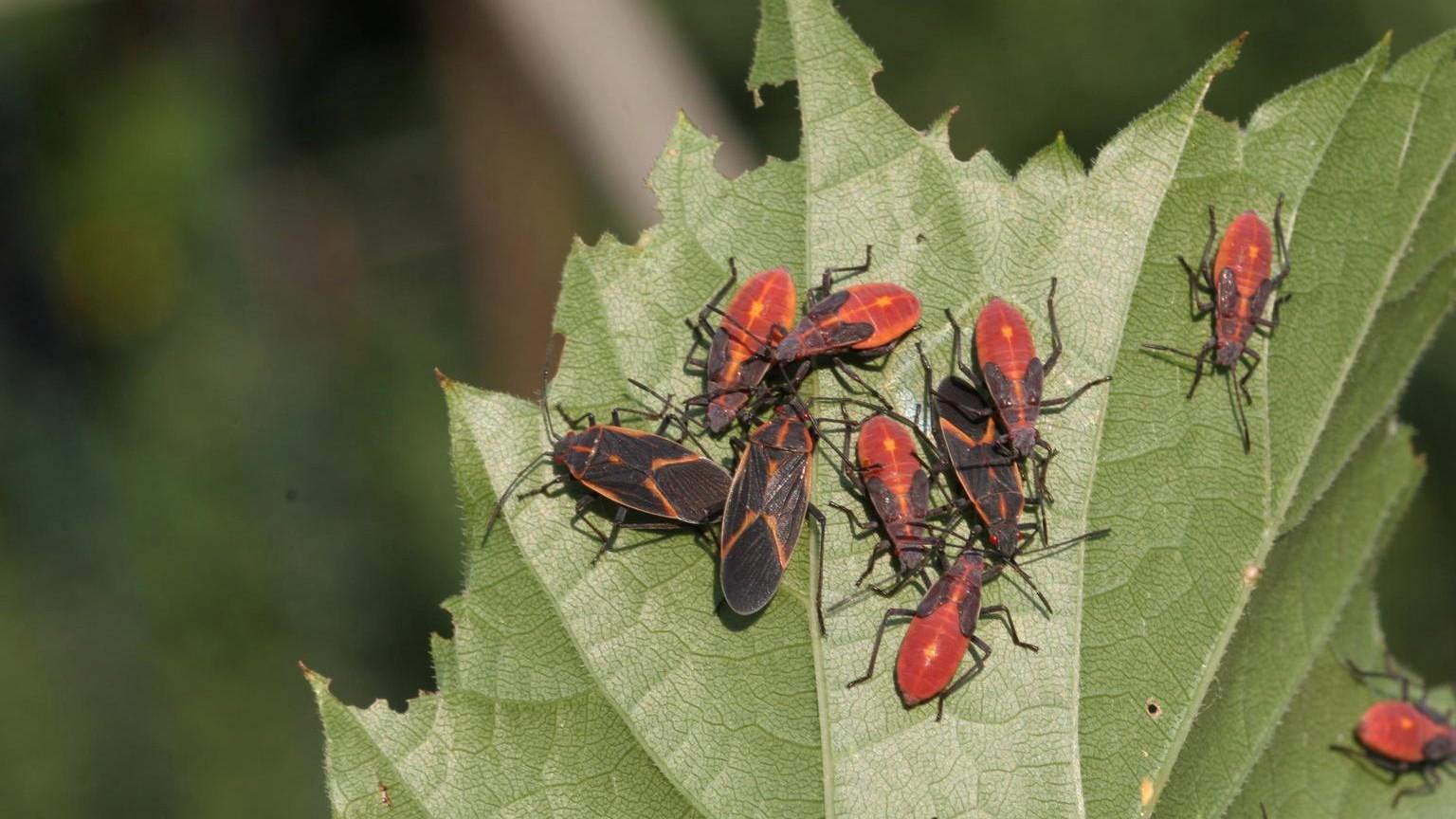 boxelder bugs adults and nymphs