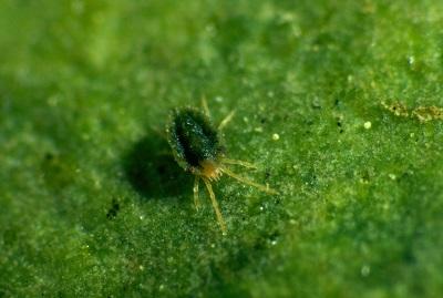 closeup of a clover mite