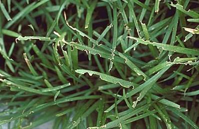 weevil damage on liriope