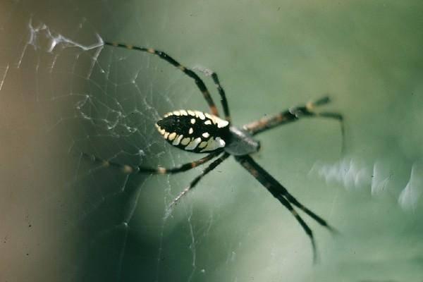 yellow garden spider