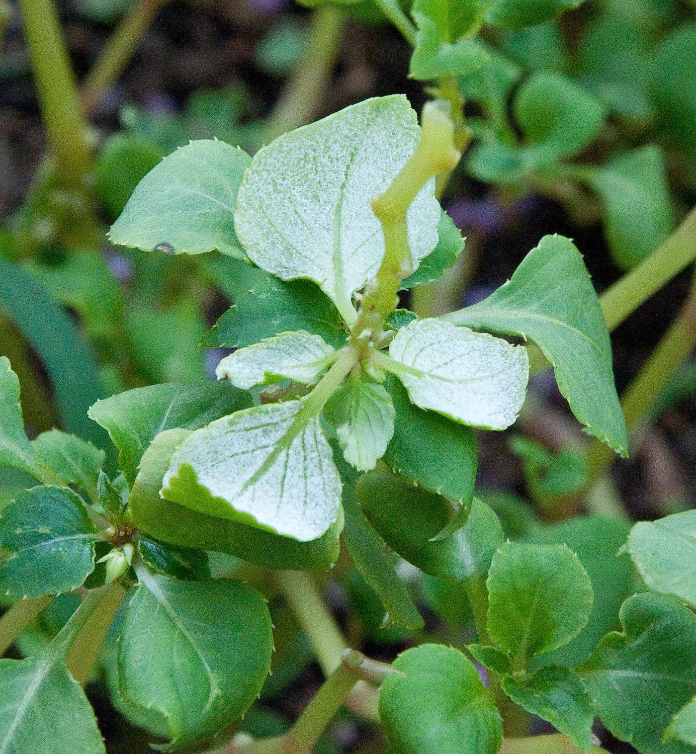 Sporulation of impatiens downy mildew on underside of leaf